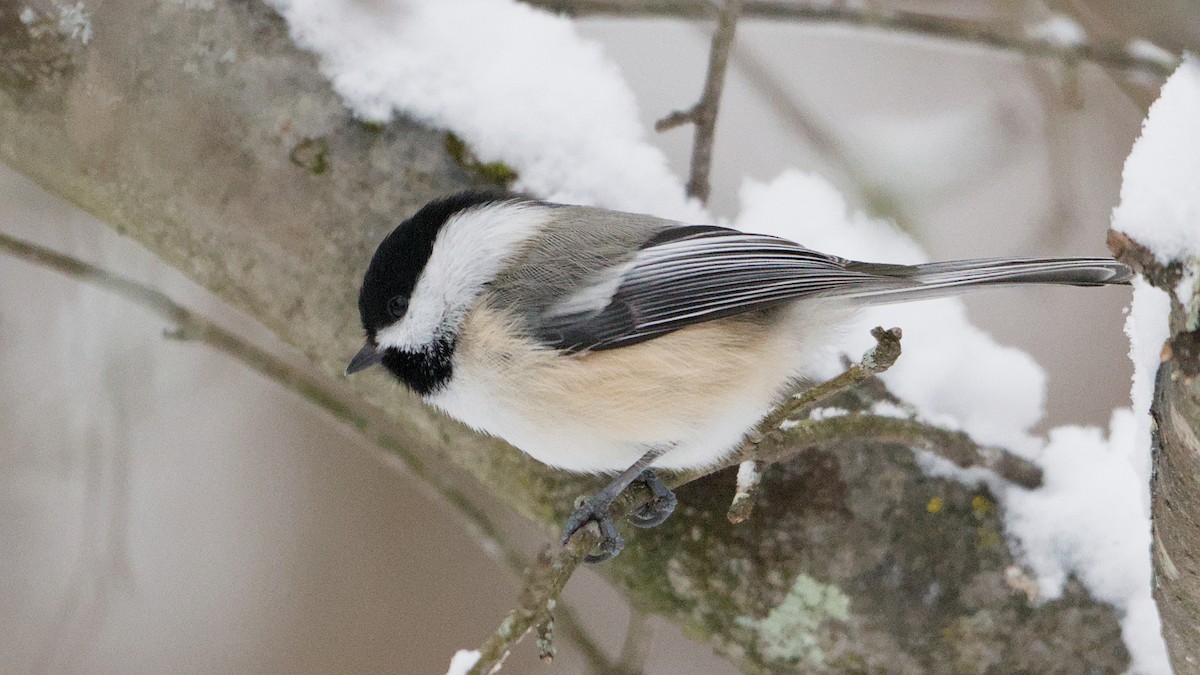Black-capped Chickadee - ML646912342