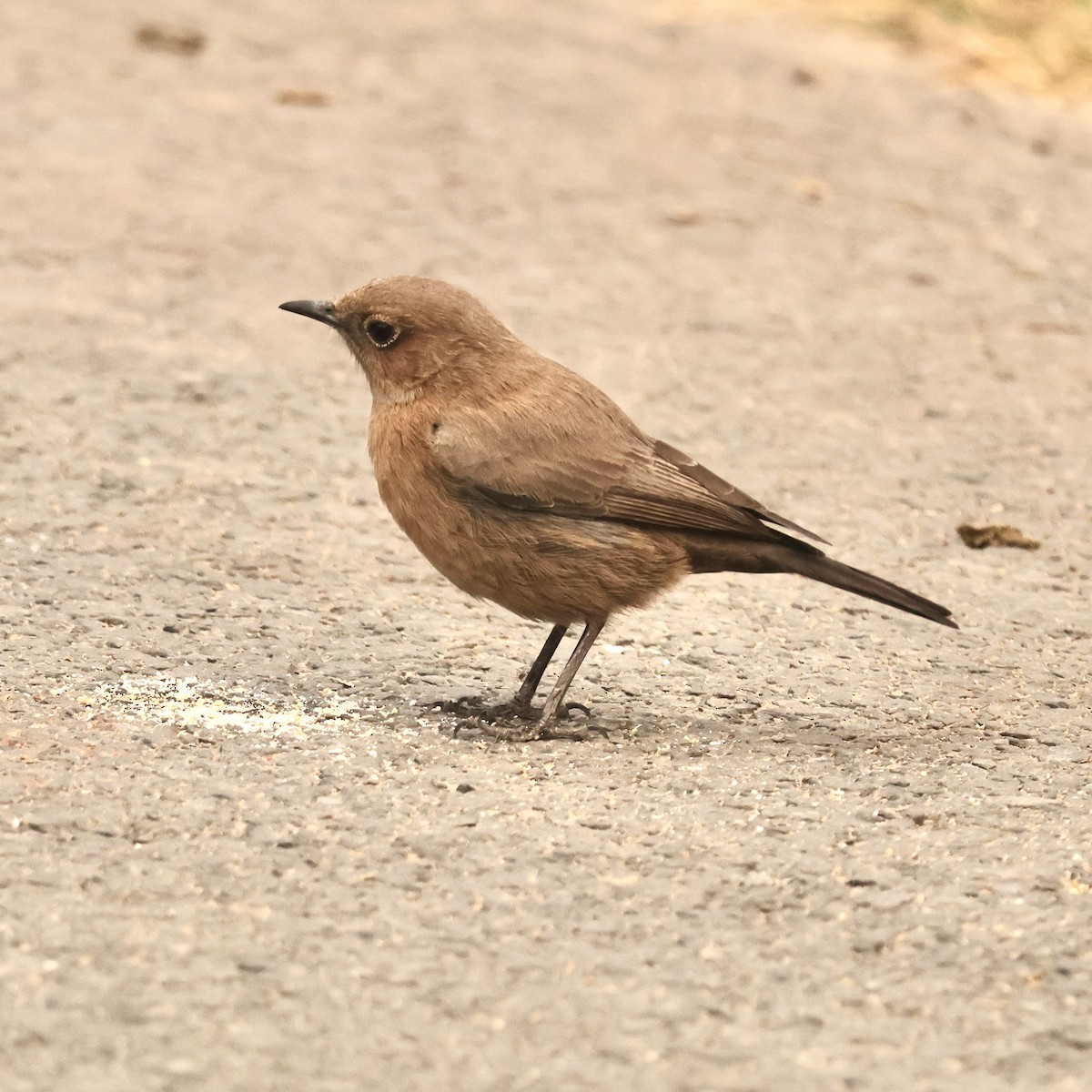 Brown Rock Chat - ML646912349