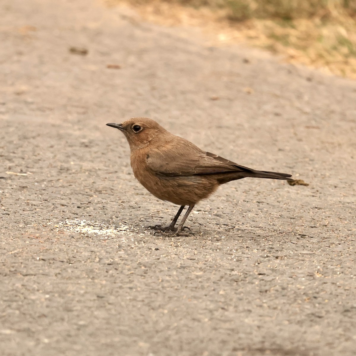 Brown Rock Chat - ML646912350
