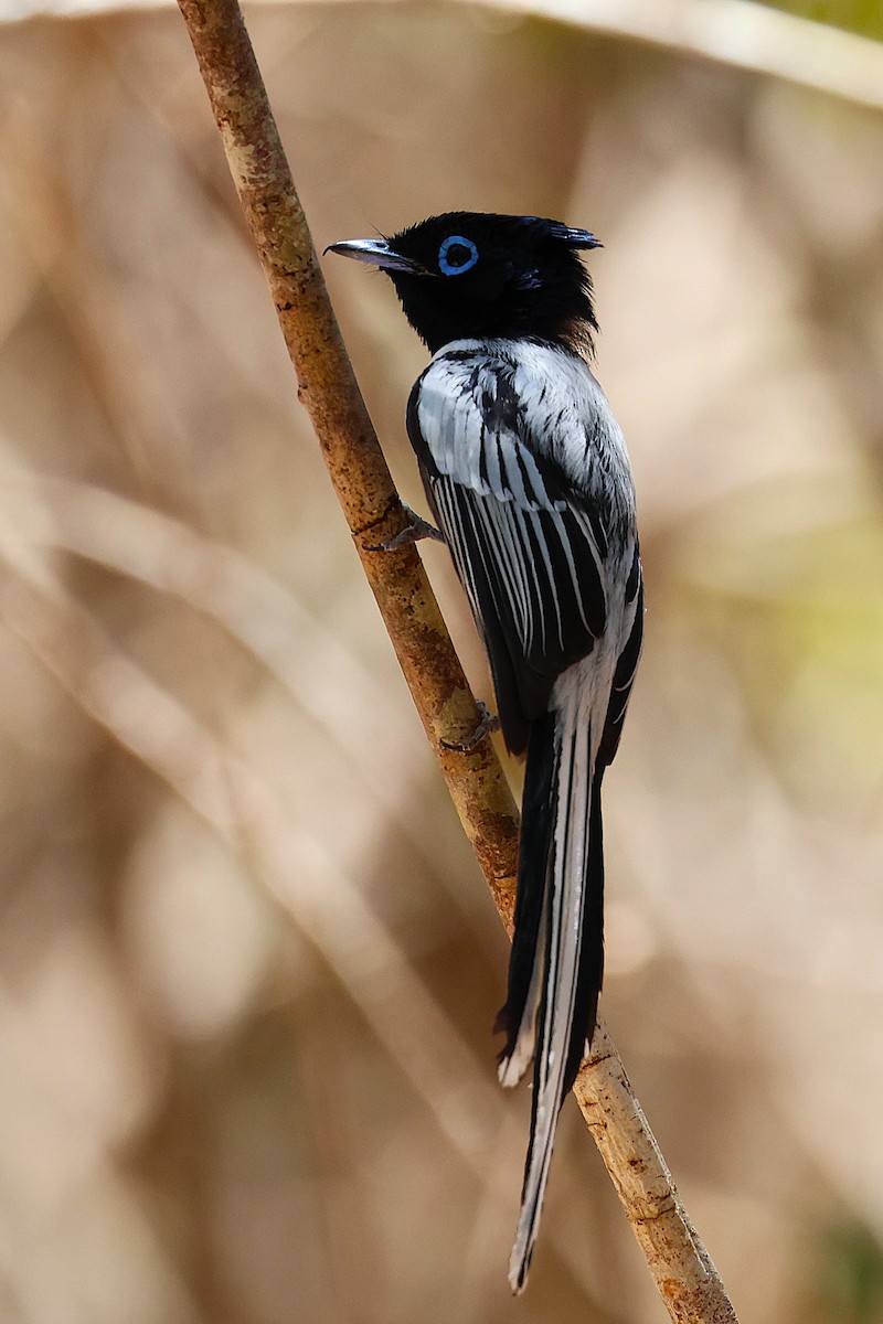 Malagasy Paradise-Flycatcher (Malagasy) - ML646912368