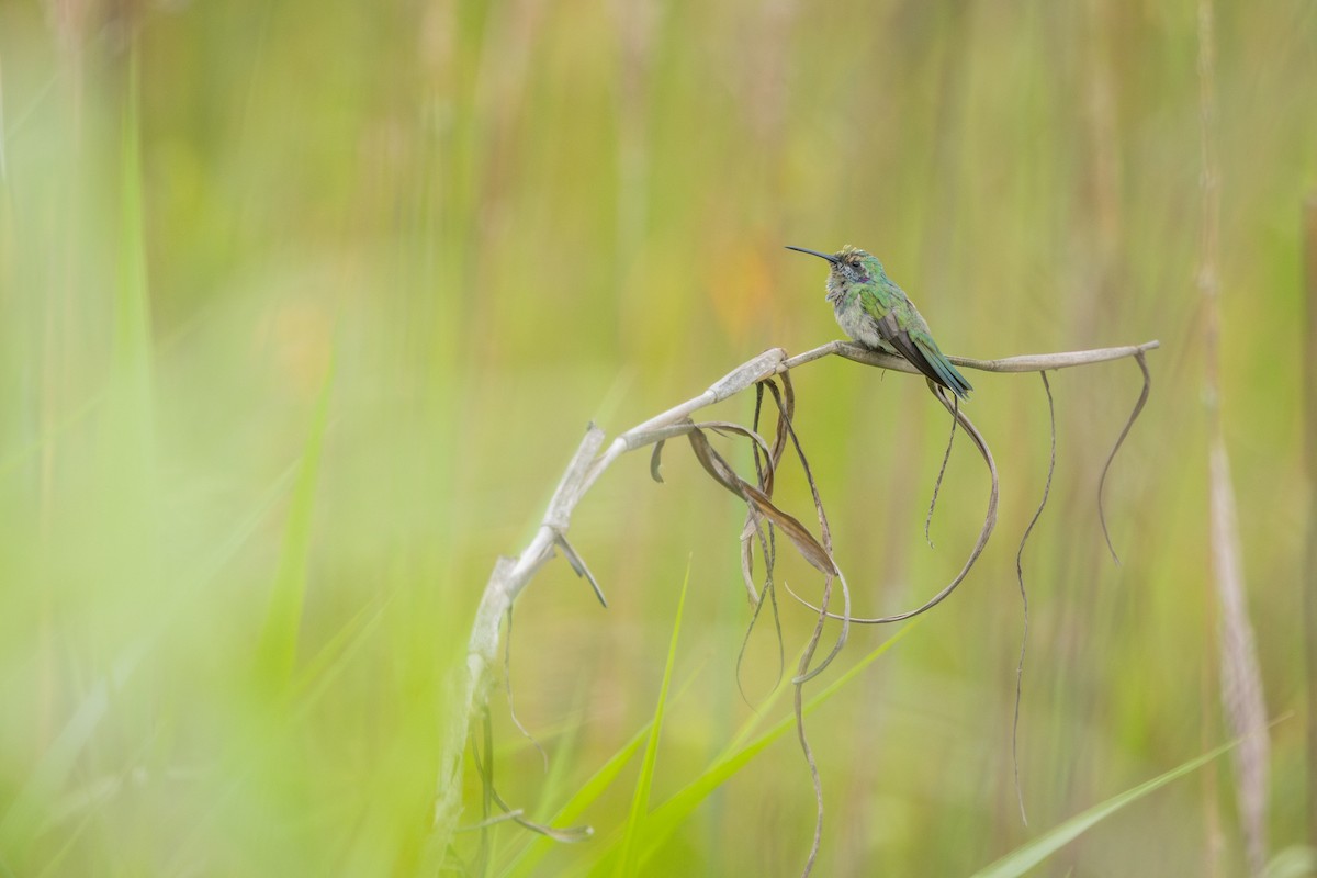 White-vented Violetear - ML646912372