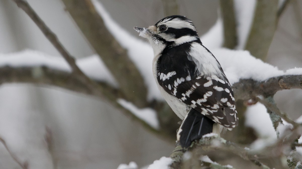 Downy Woodpecker - ML646912373