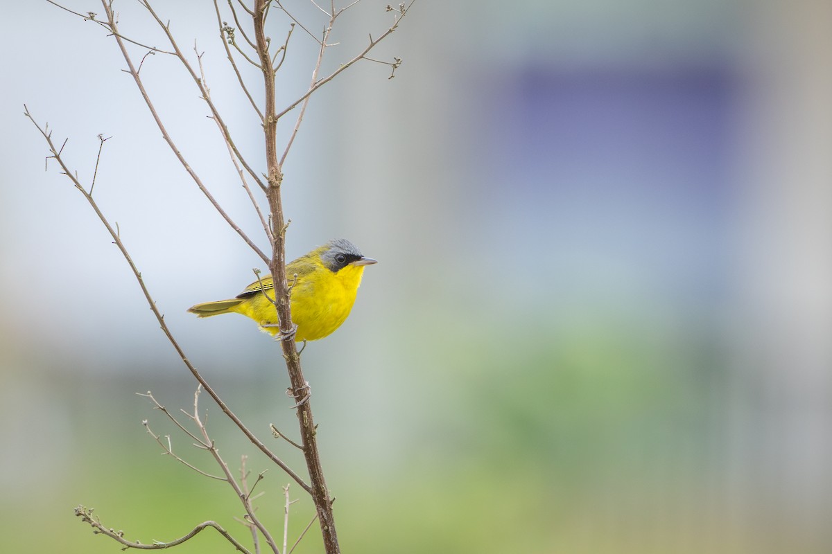 Southern Yellowthroat - ML646912377