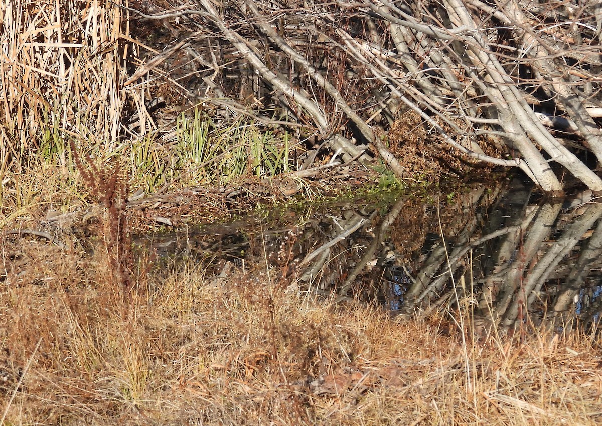 Animaux - ML646912389