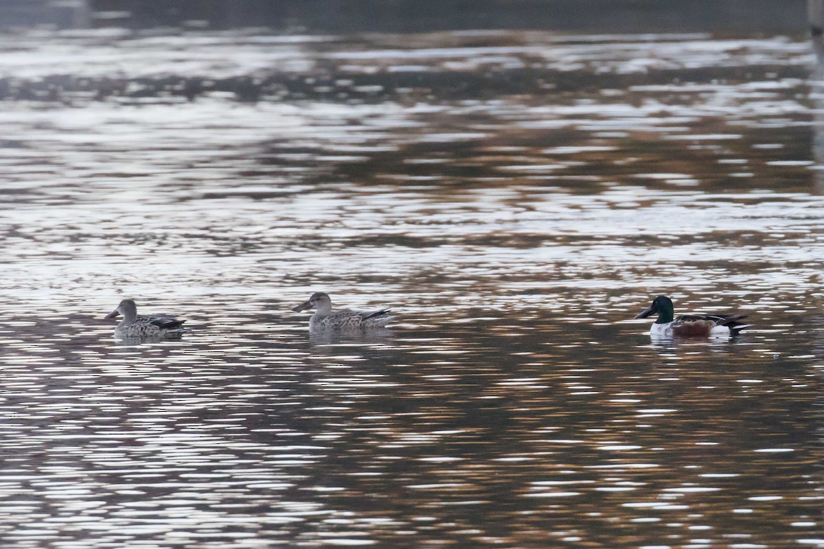 Cuchara Común - ML646912394