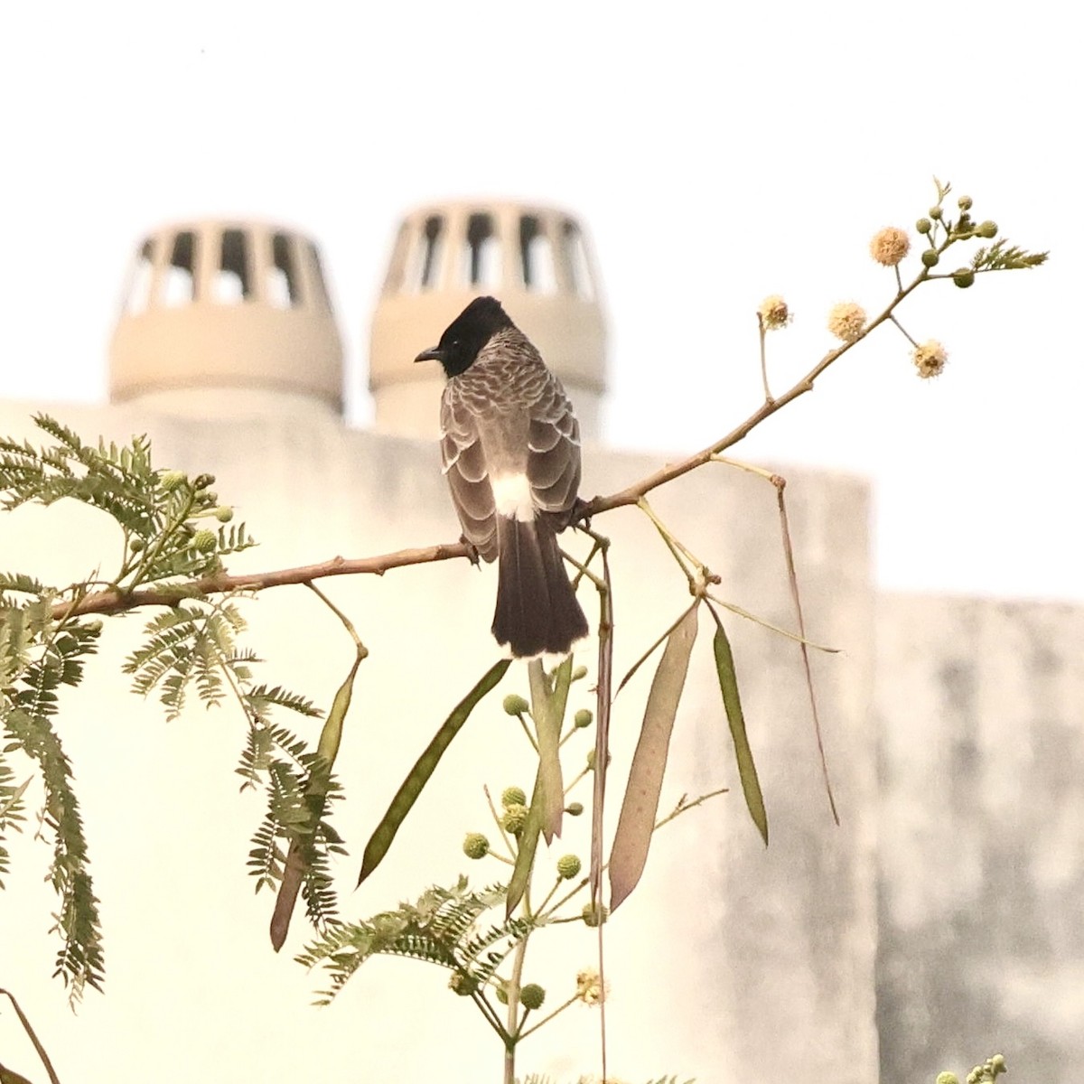 Red-vented Bulbul - ML646912395