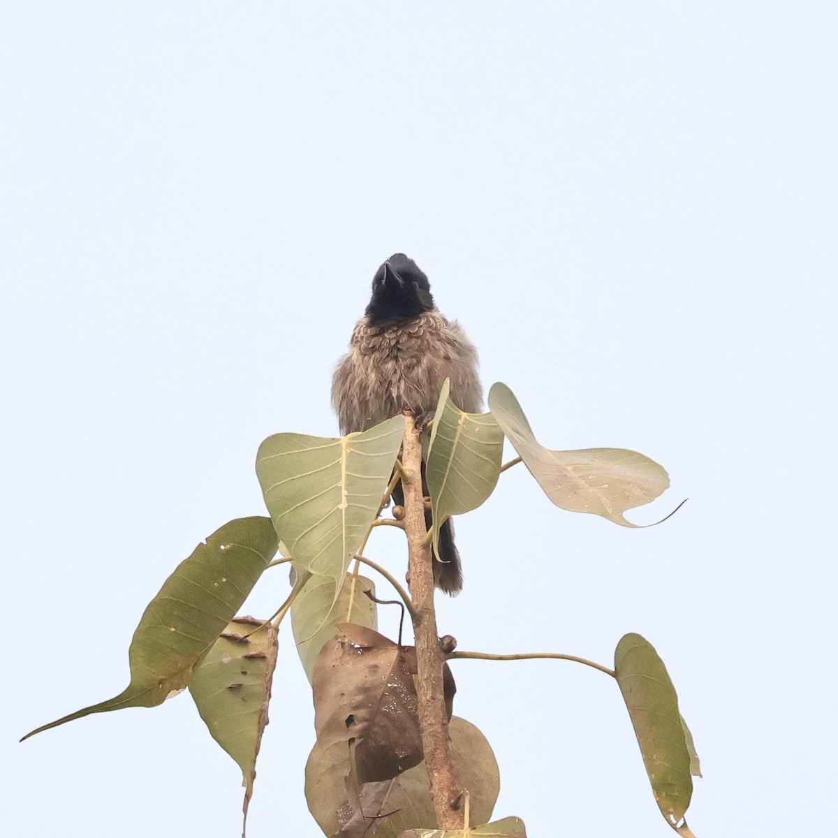Red-vented Bulbul - ML646912396