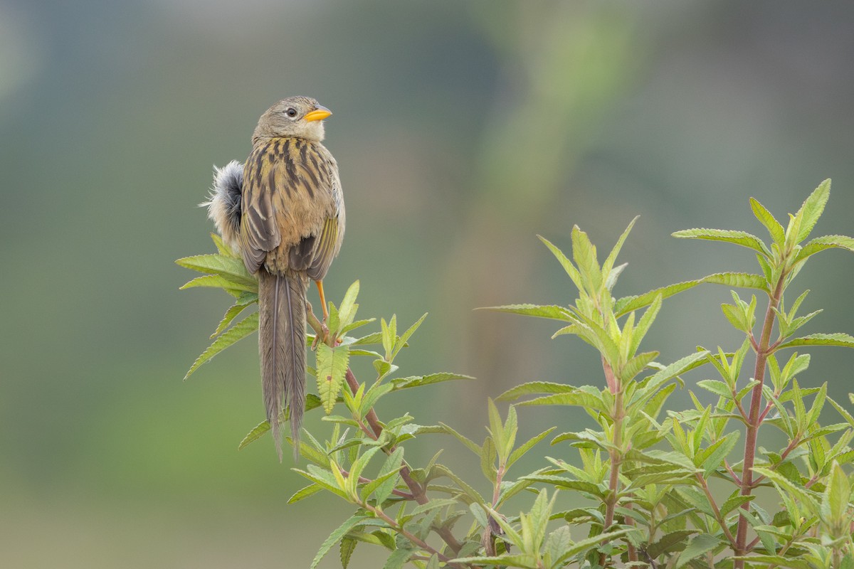 Wedge-tailed Grass-Finch - ML646912400