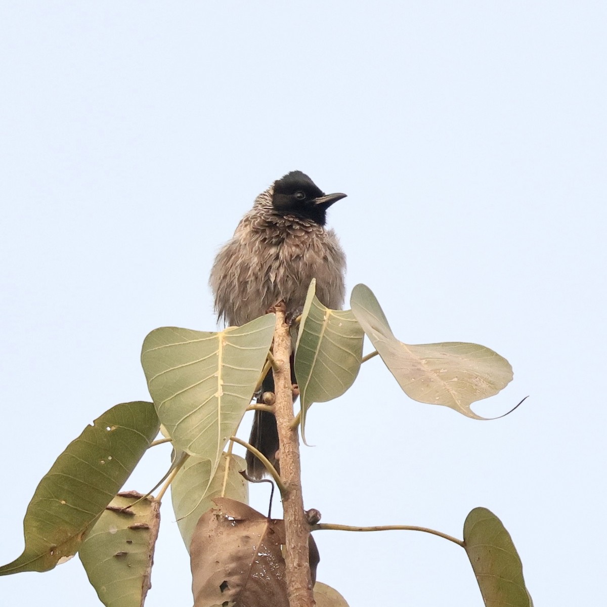 Red-vented Bulbul - ML646912413