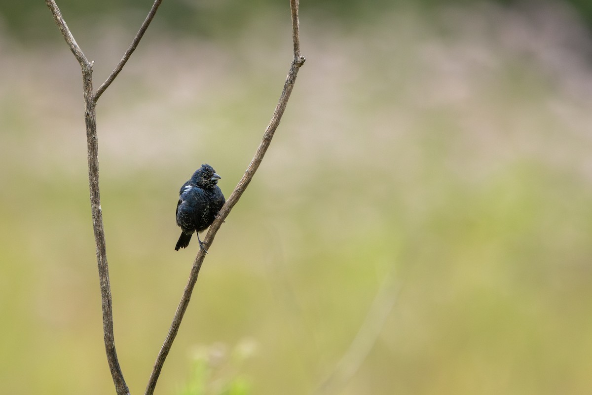 Blue-black Grassquit - ML646912415