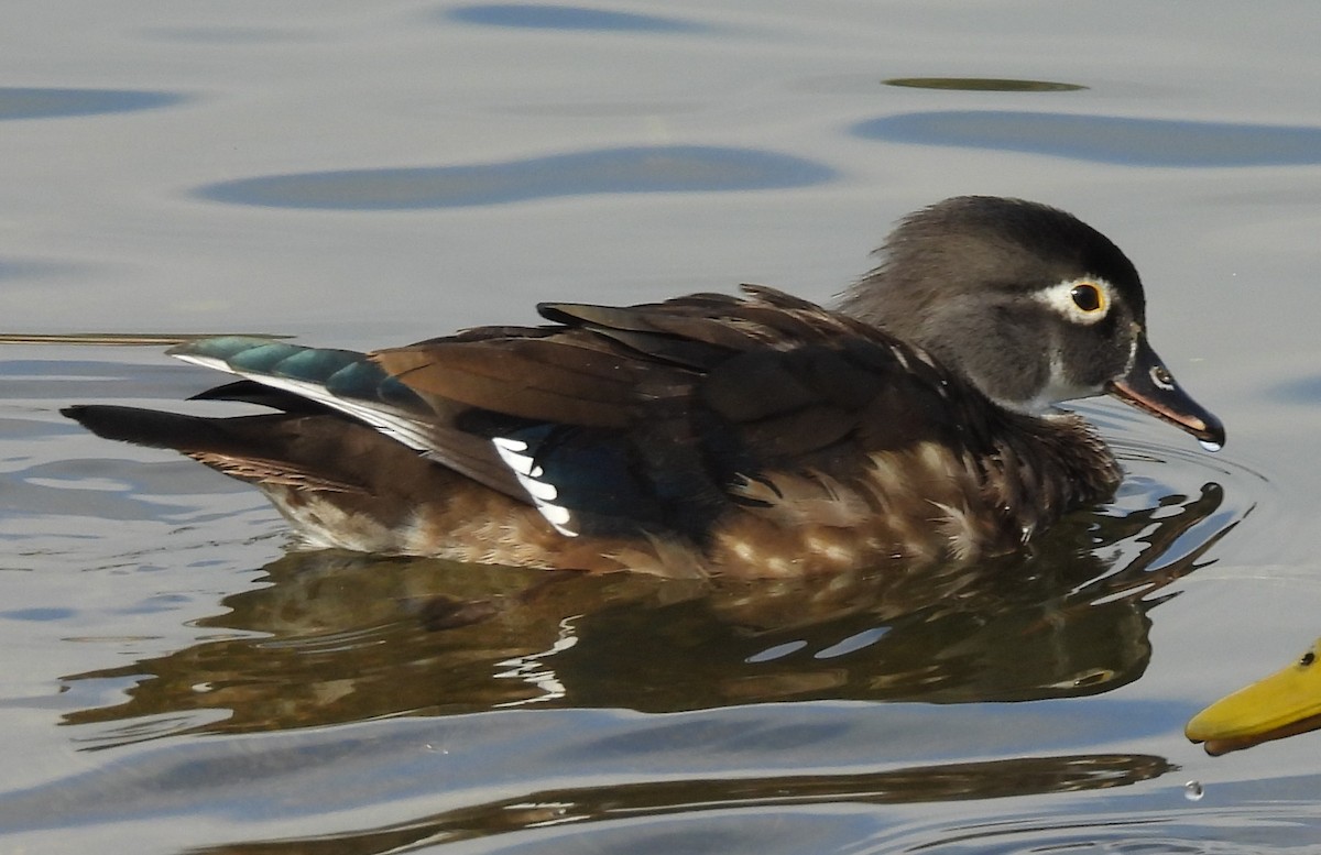 Canard branchu - ML646912417