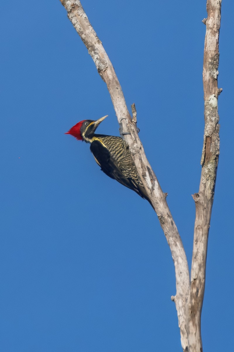 stripesvartspett - ML646912419