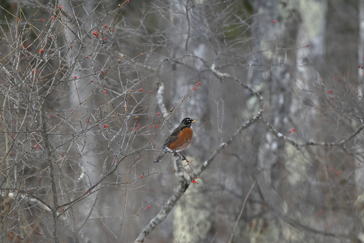 Zozo papargorria - ML646912420