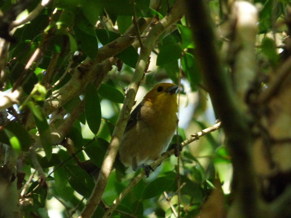 Orange-headed Tanager - ML646912421