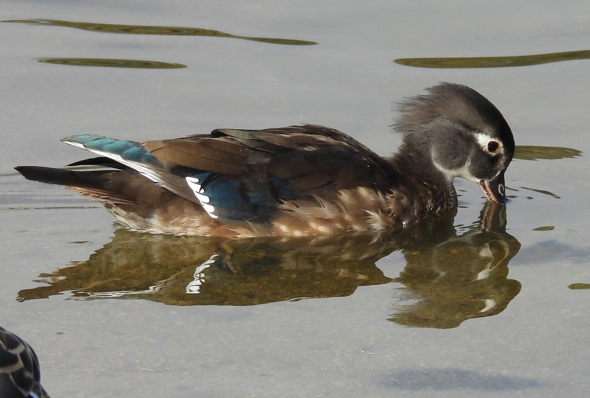 Canard branchu - ML646912422