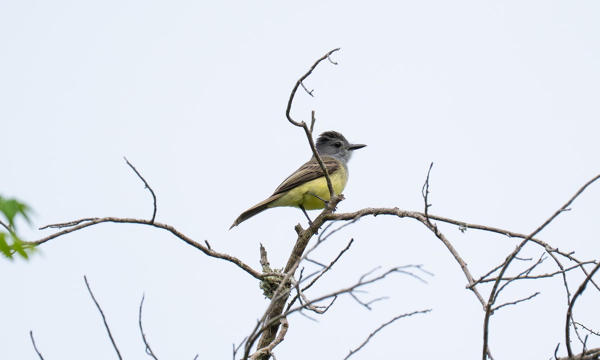 Sooty-crowned Flycatcher - ML646912423