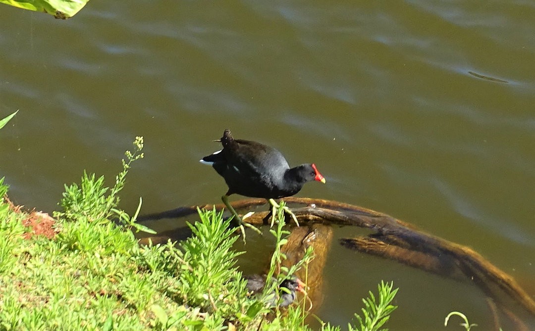 Gallinule d'Amérique - ML646912444
