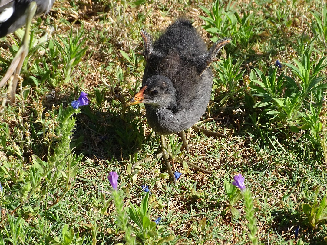 Gallinule d'Amérique - ML646912445