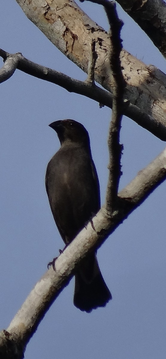 Bronzed Cowbird - ML646912446