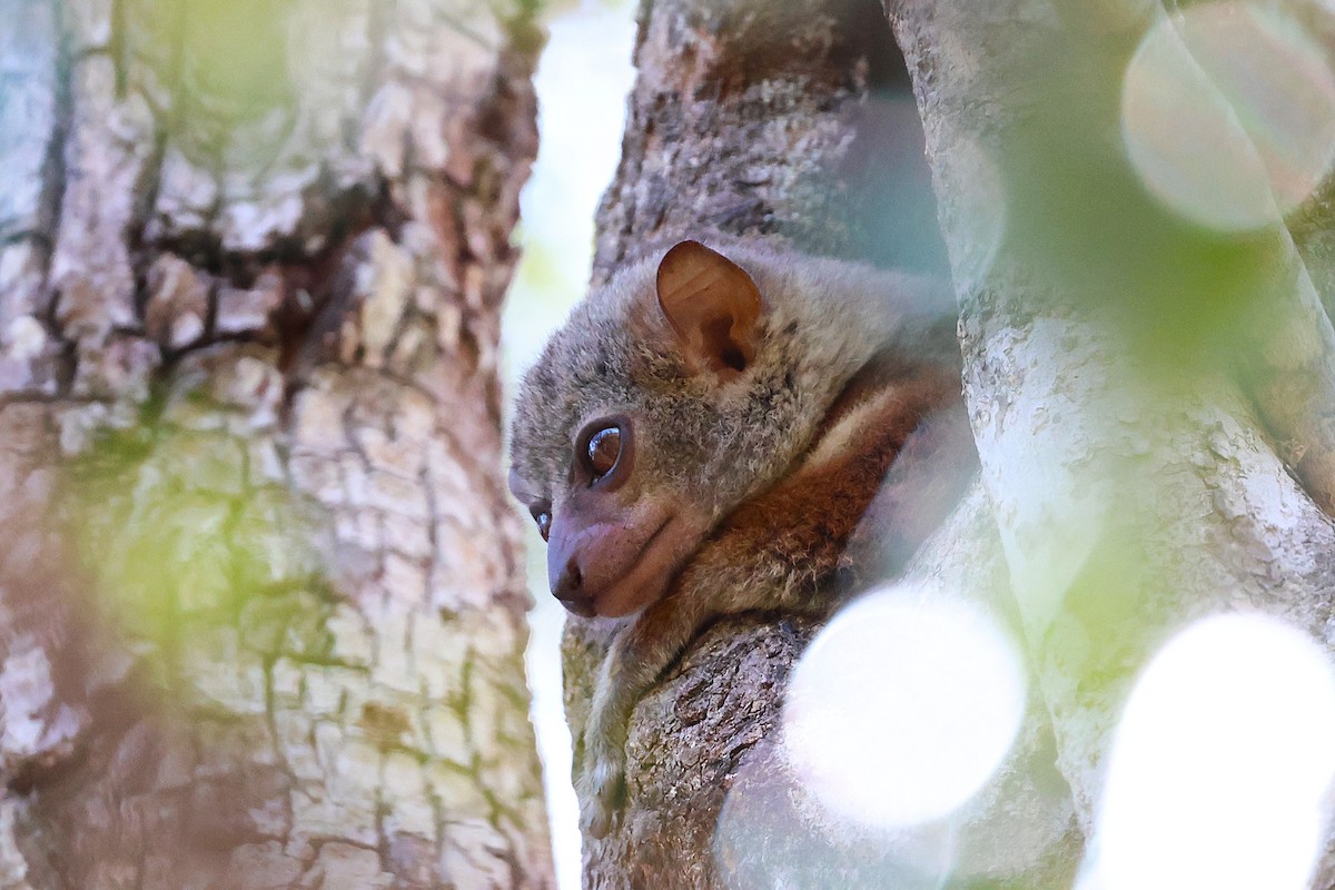 Milne-Edwards' Sportive Lemur - ML646912447