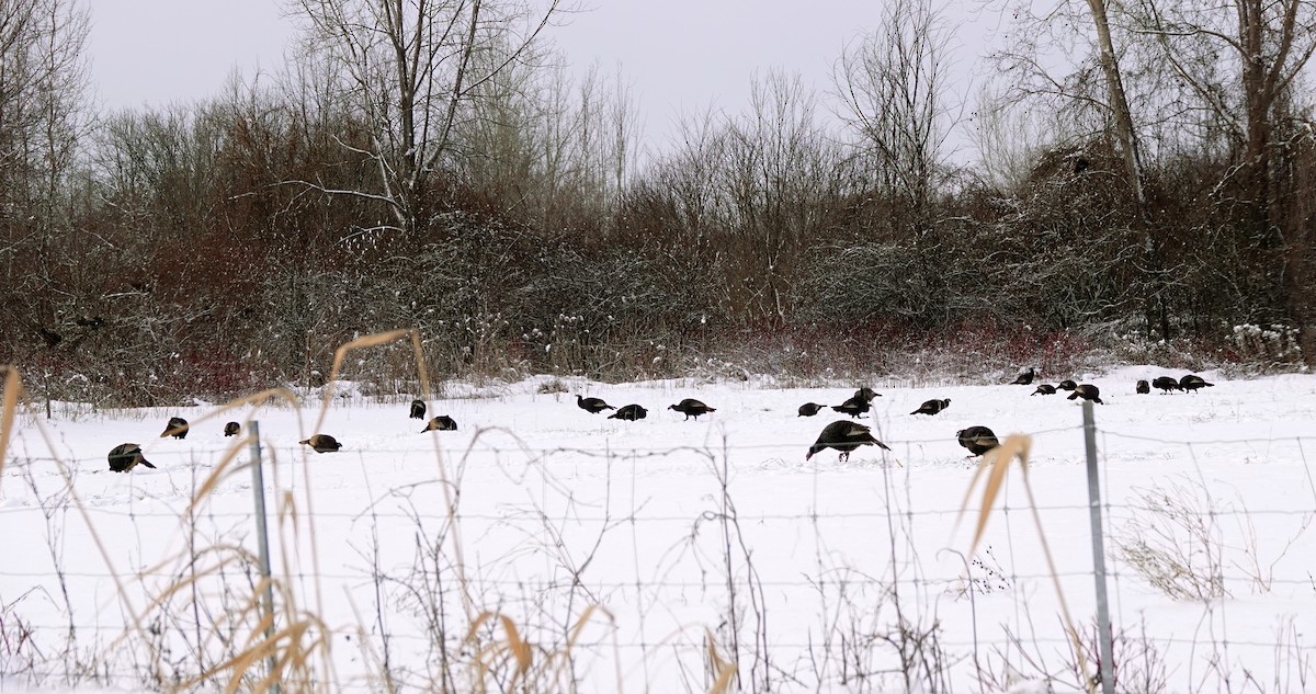 Indioilar arrunta - ML646912449