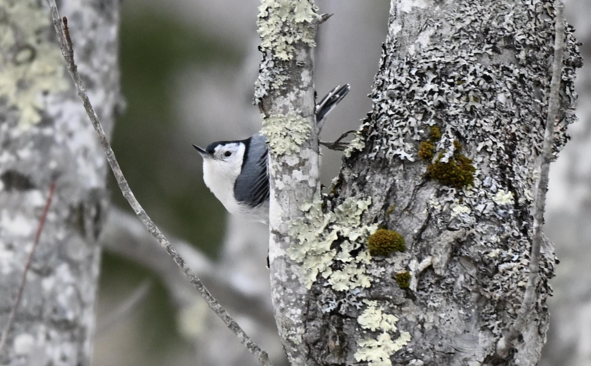 White-breasted Nuthatch - ML646912457