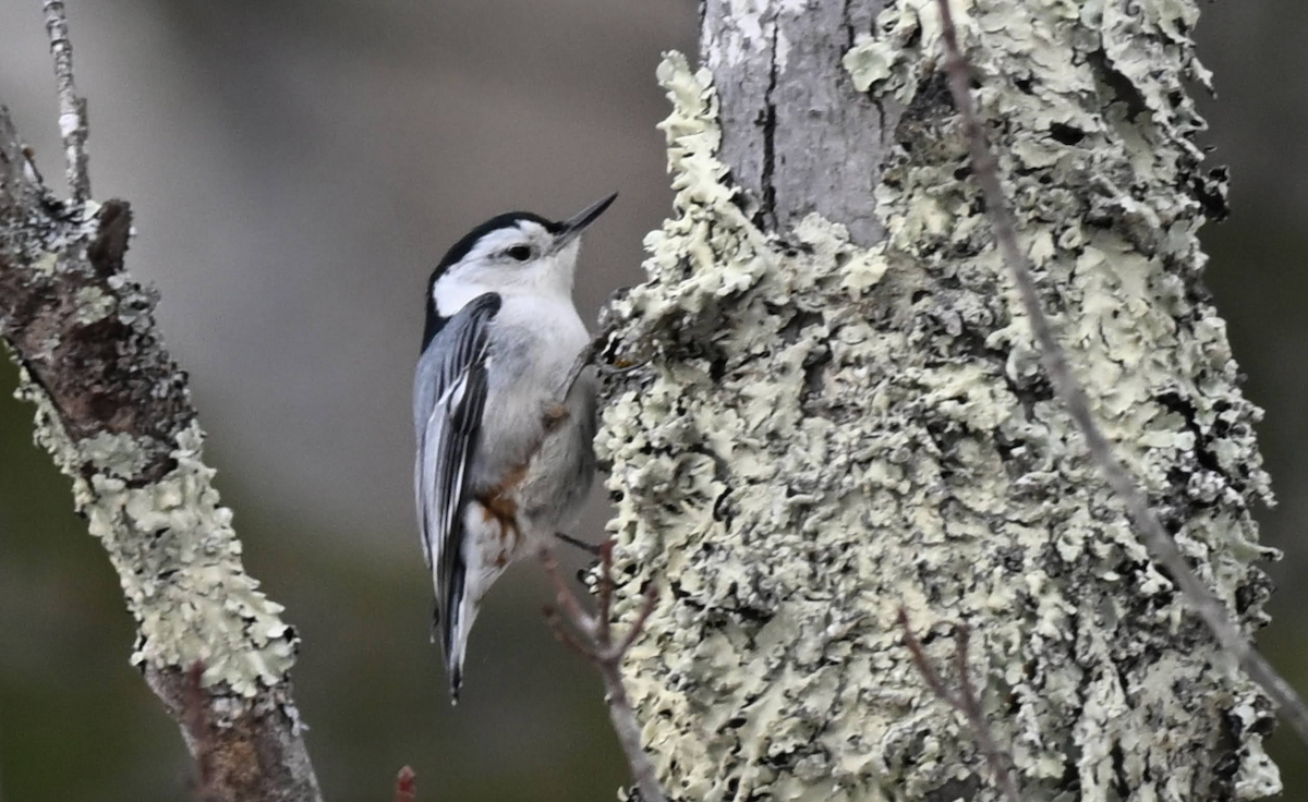 White-breasted Nuthatch - ML646912458