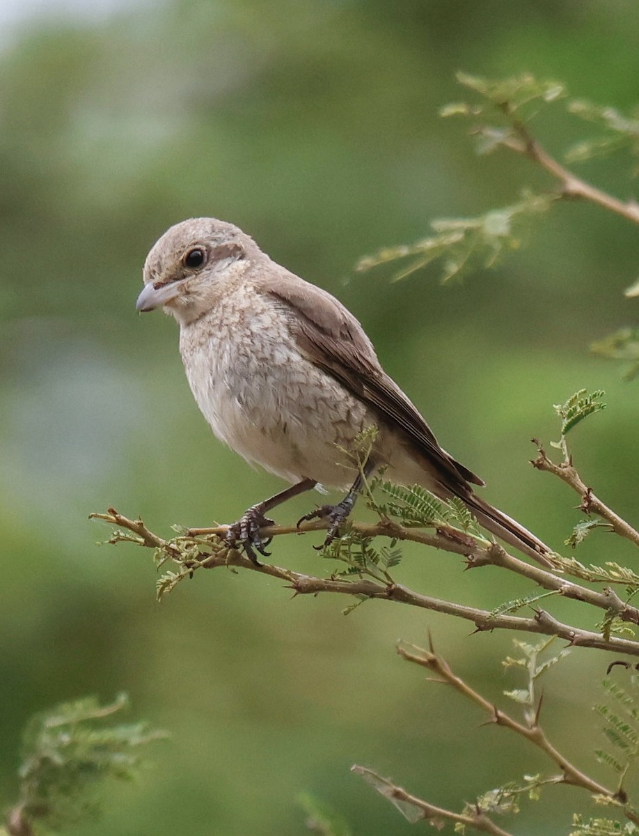 ťuhýk turkestánský - ML646912459