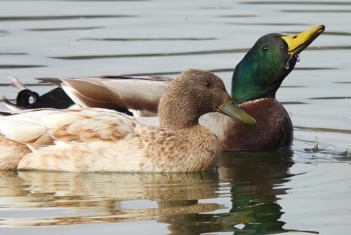 Canard colvert - ML646912462