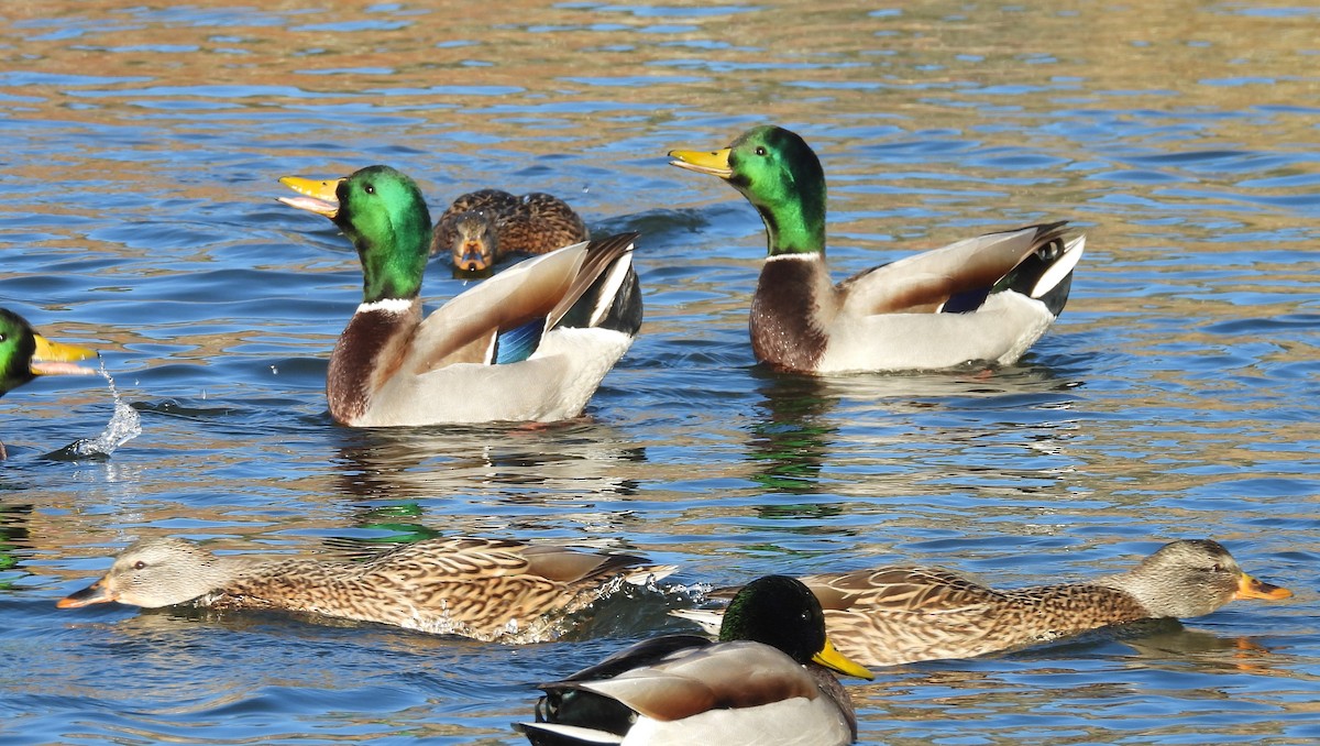 Canard colvert - ML646912463