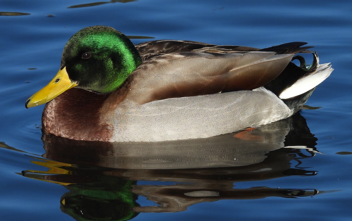 Canard colvert - ML646912464