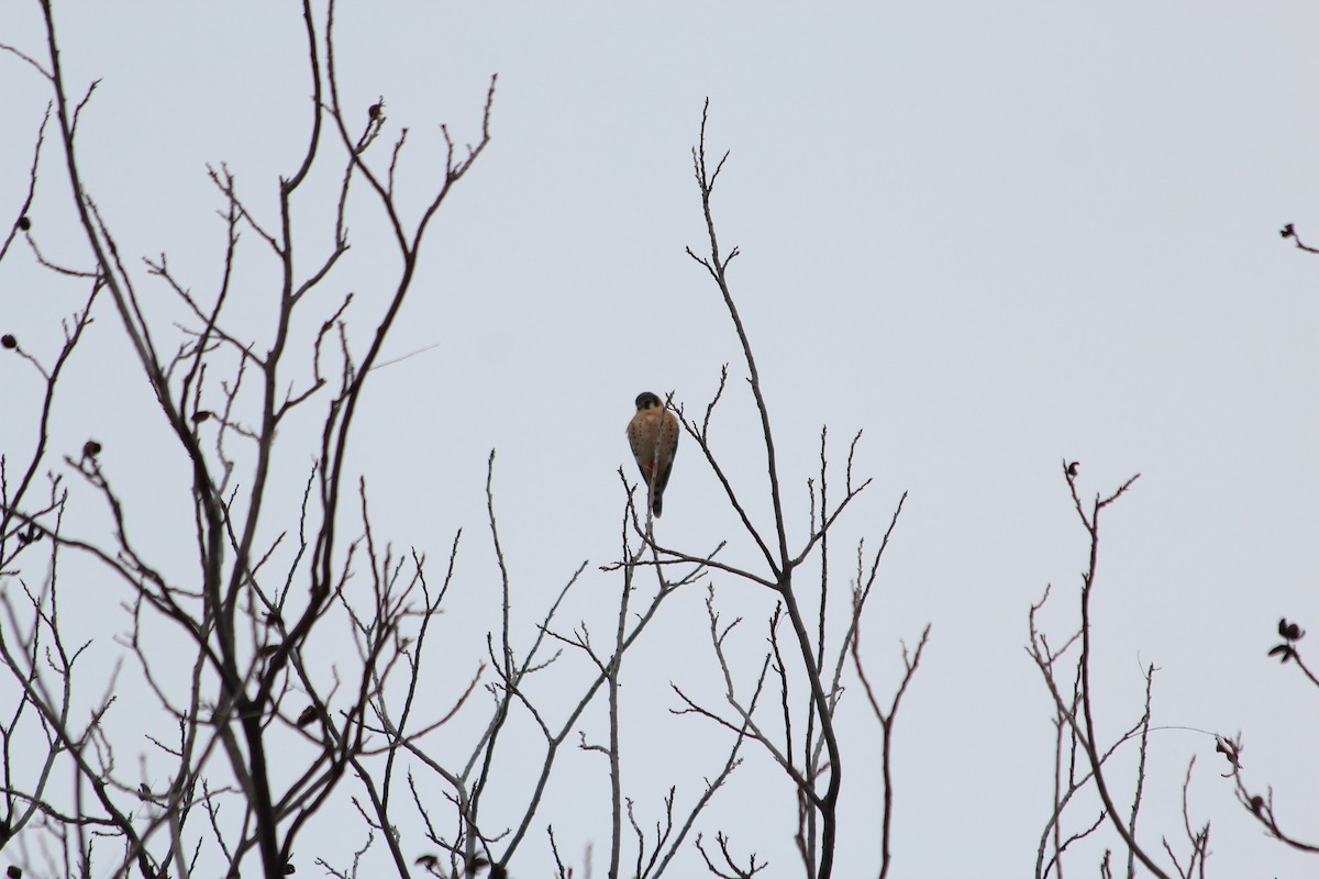 American Kestrel - ML646912472