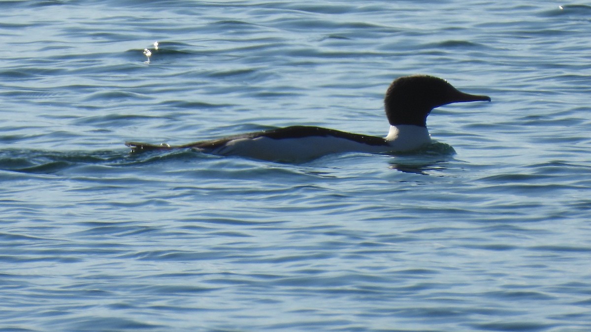 Grand Harle - ML646912475