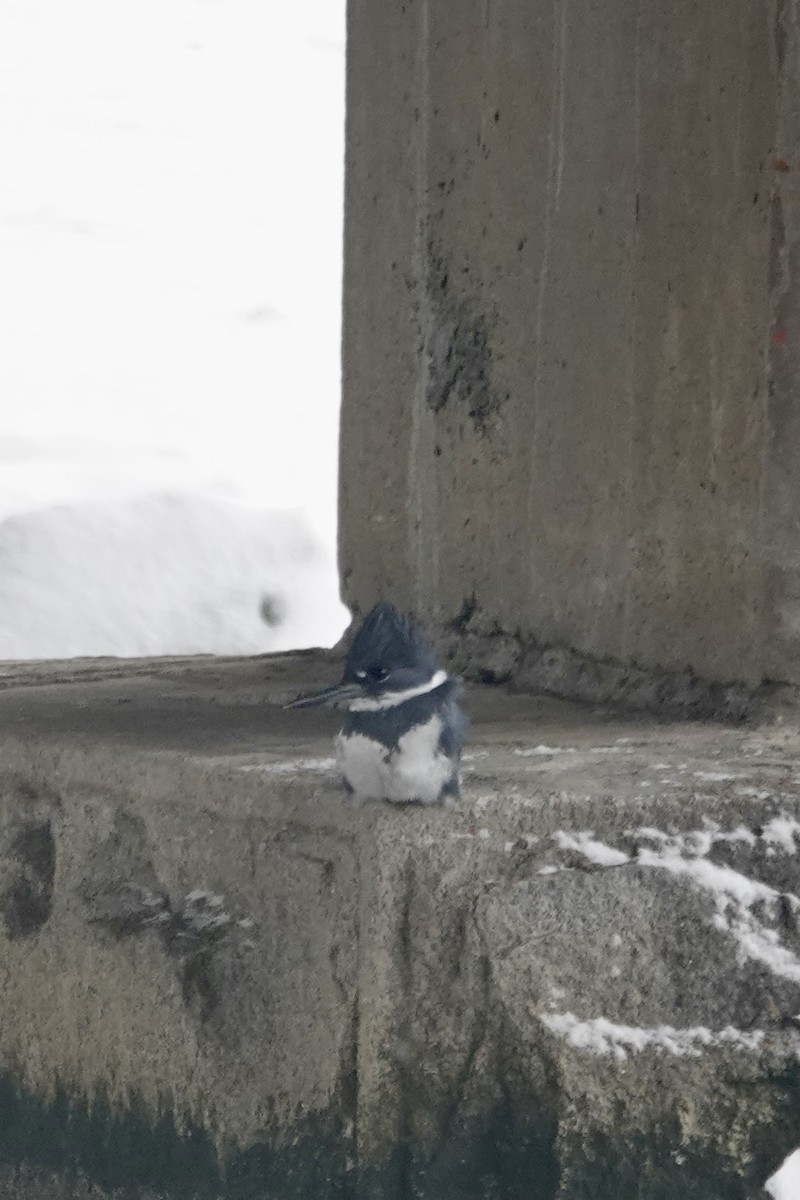 Martin handi iparramerikarra - ML646912477