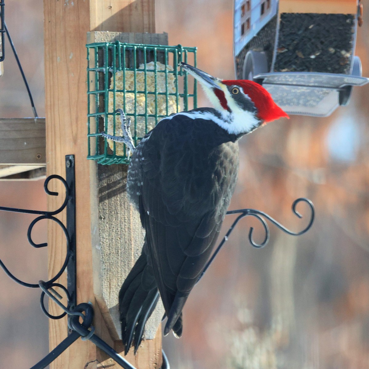 Pileated Woodpecker - ML646912483