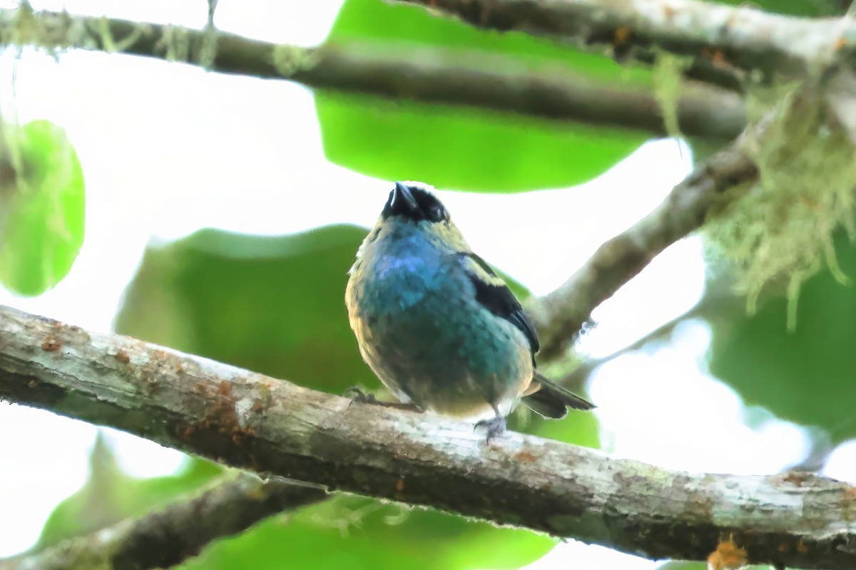 Metallic-green Tanager - ML646912484