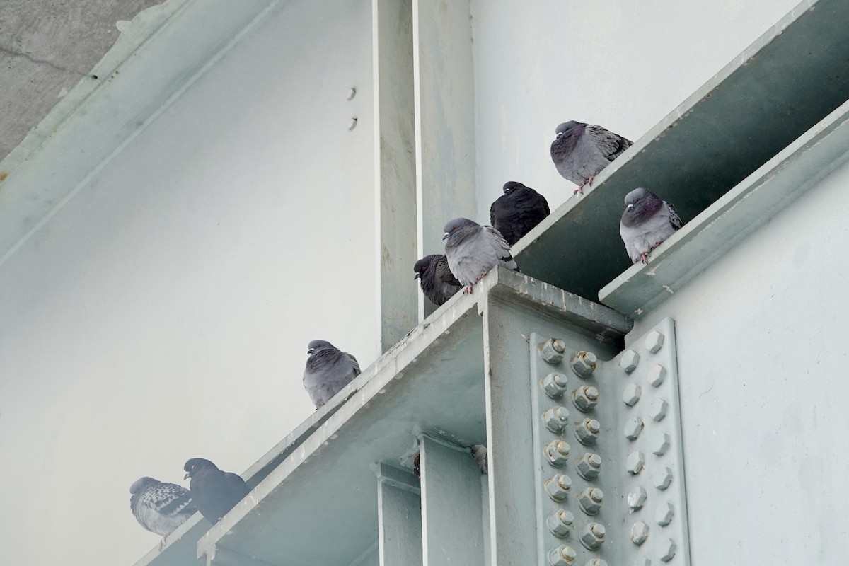 Haitz-usoa (etxekoa) - ML646912485