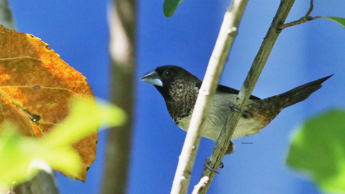 White-rumped Munia - ML646912486