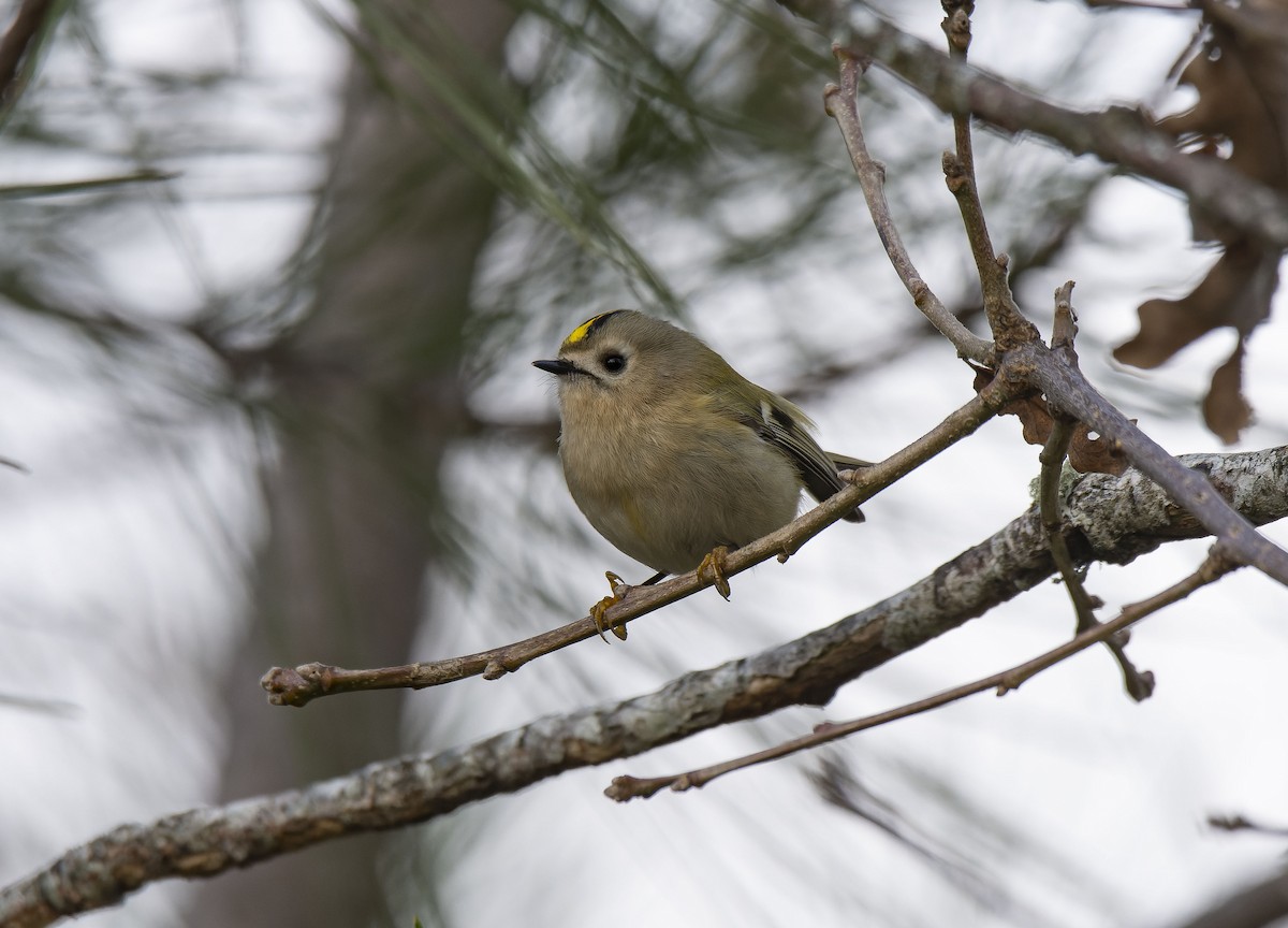 fuglekonge - ML646912489