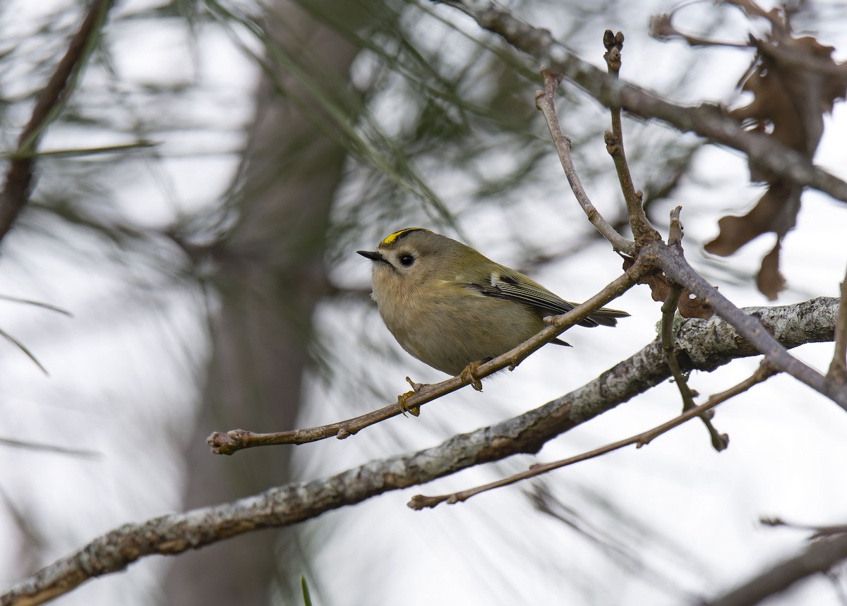 fuglekonge - ML646912490