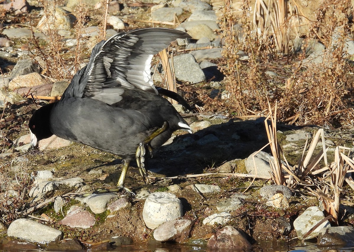 Foulque d'Amérique - ML646912493