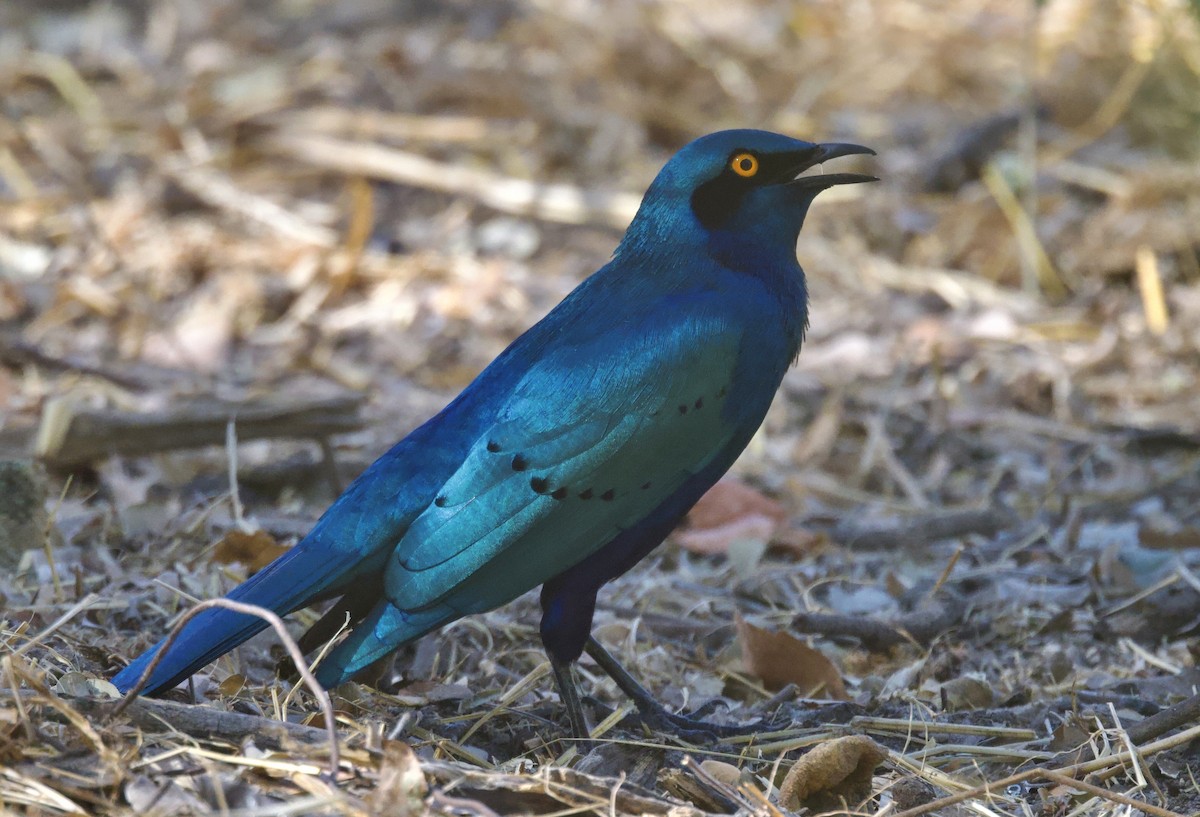 Greater Blue-eared Starling - ML646912494