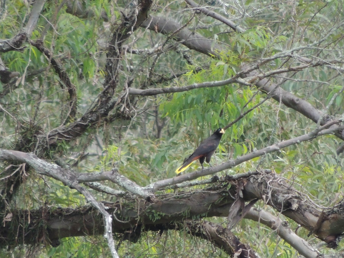 Crested Oropendola - ML646912496