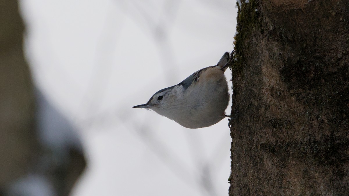 White-breasted Nuthatch - ML646912498