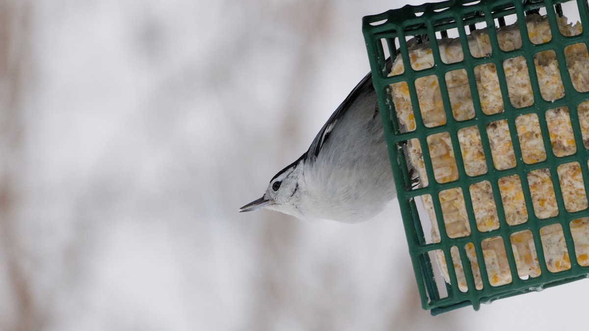 White-breasted Nuthatch - ML646912499