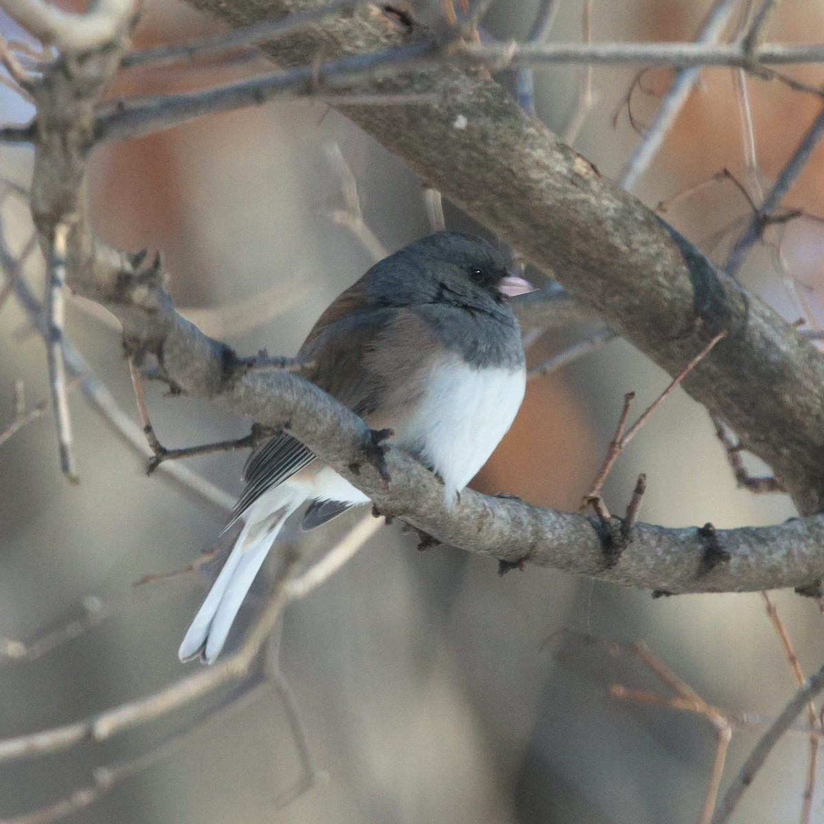 Dark-eyed Junco (Oregon) - ML646912503