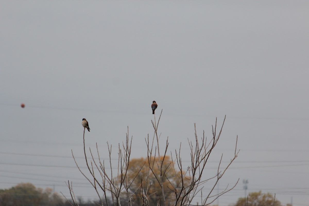 American Kestrel - ML646912508