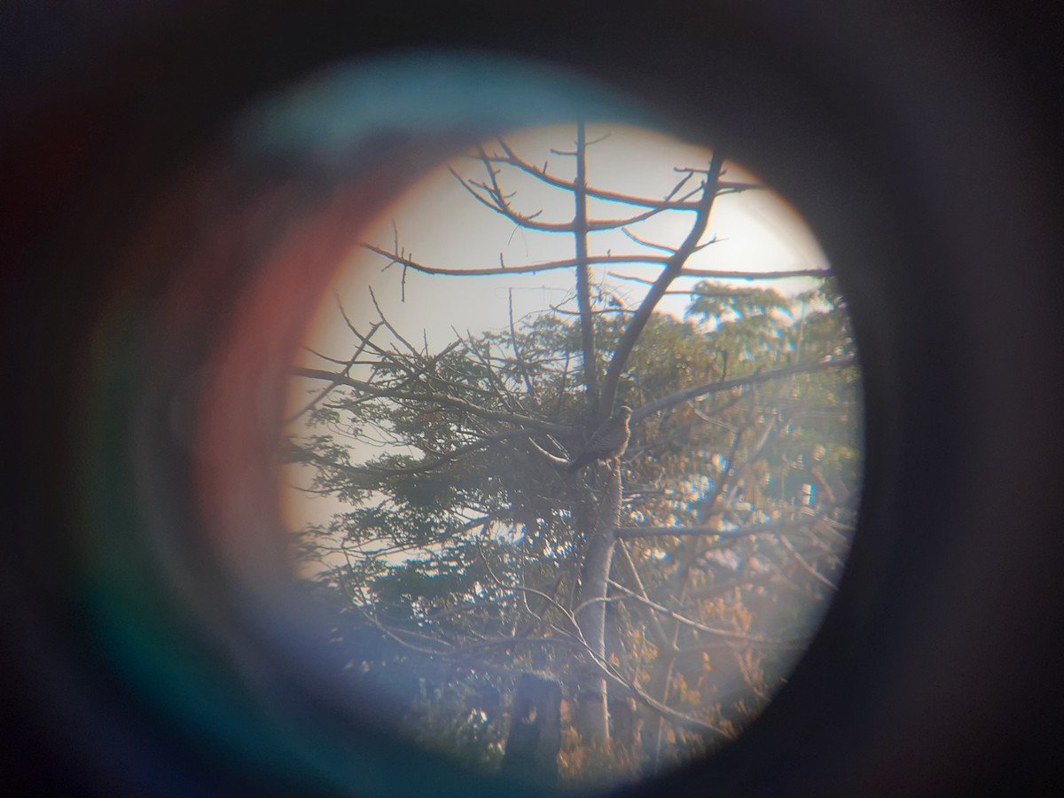 Eurasian Kestrel - ML646912510