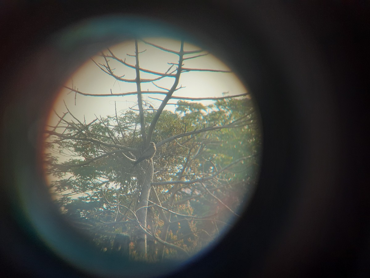 Eurasian Kestrel - ML646912511