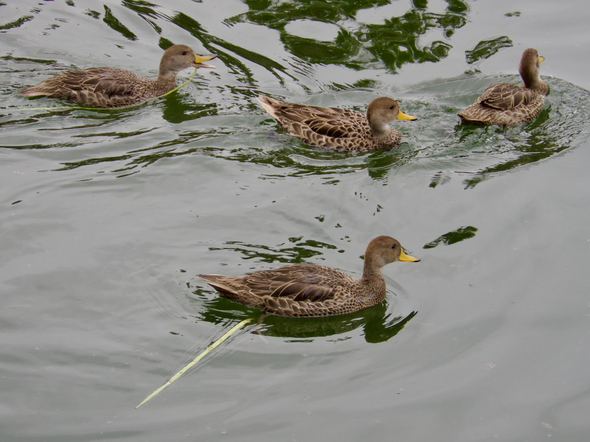 gulnebbstjertand - ML646912518